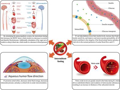 Intermittent Fasting to the Eye: A New Dimension Involved in Physiological and Pathological Changes